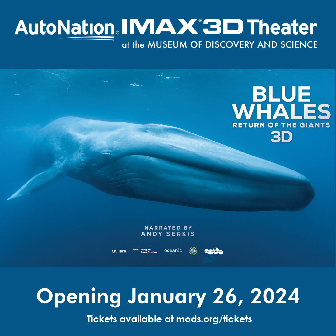 Blue Whales: Return of the Giants Premieres at the AutoNation® IMAX® 3D